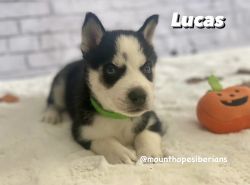 Lucas - Black & White Male
