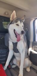 Loveable husky in needs of a forever home