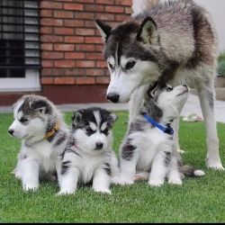 Siberian Husky Male and Female puppies for sale