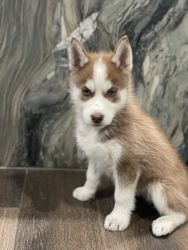 Husky Siberian puppies for sale!