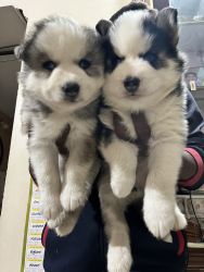 woolly coat huskies puppies