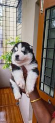 Siberian Husky Puppies @ whole sale price
