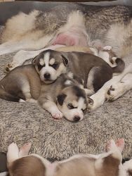 Siberian Husky pups ready begining of Feb.