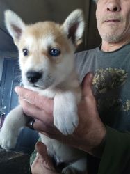 Husky Hybrid Pups for Sale