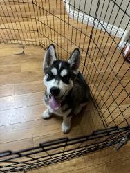 cute and beautiful Husky puppy for sale