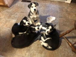 Malamute/Siberian Husky Puppies for sale