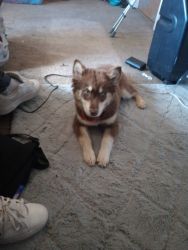 Very rare Brown and cream full blooded Siberian husky puppy