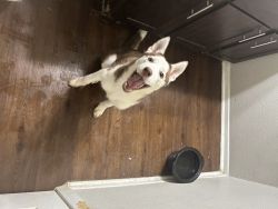 6 month old copper Siberian Husky for sale ( going to shelter )