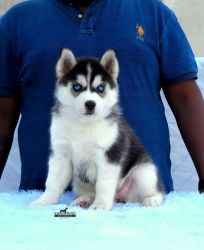 Siberian husky Puppies For Sale Import Line