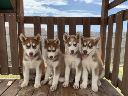 Husky Puppies Red/white