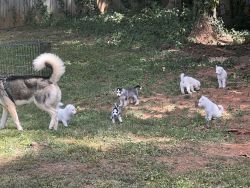 Husky puppies 8wks ready for Rehoming