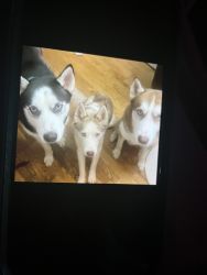 3 Huskies Need Foster/Forever Home