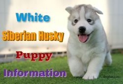 Siberian husky Puppies for sale