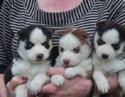 Males and females AKC Siberian Husky Puppies For Sale