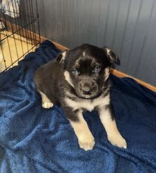 Husky and Border Collie Mix Puppies