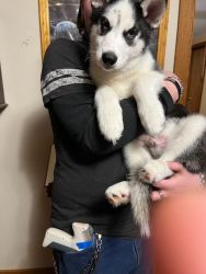 Four Male Purebred Siberian Husky Puppies Need Good Homes