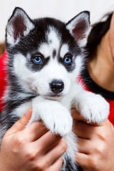 Siberian Huskies puppies for adoption