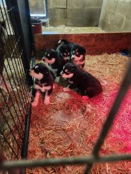 For sale Siberian Husky/Malamute pups