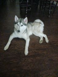 1 year old PURE SIBERIAN HUSKY PUPPY