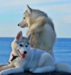 MALE AND FEMALE SIBERIAN HUSKY PUPPIES