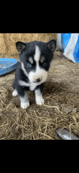 Playful Pups: Baby Huskies Ready to Bring Happiness Home