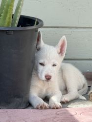 Husky Siberian white