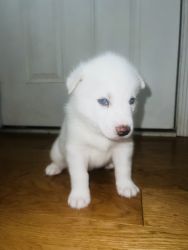 Siberian Husky all white blue eyes