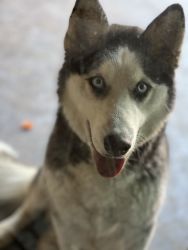 Rehoming 1 year old Husky