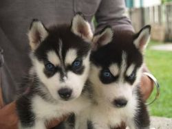 husky puppies for adoption