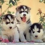 mouth watering siberian husky puppies for sale