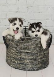 lovely Siberian Husky Puppies Available