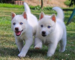 new Siberian husky pups for sale