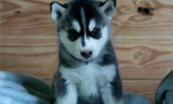 Siberian Husky Now Available