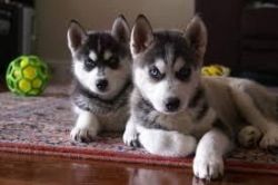Pretty Siberian Husky Puppies For Sale xxxxxxxxxx