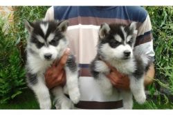 Purebred Siberian Husky Puppies (xxx) xxx-xxx8