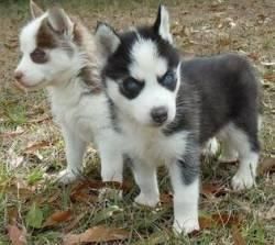 Cute Siberian Husky Puppies (xxx) xxx-xxx8