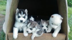 Siberian Husky Puppies(xxx) xxx-xxx8