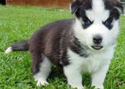 Siberian Husky Puppies for Adoption