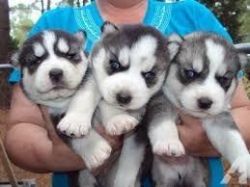 Akc siberain husky pups Lab Puppies
