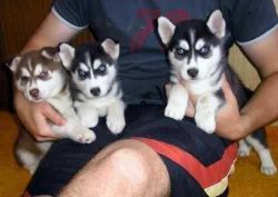 Husky puppies for adoption