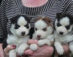 Siberian Huskies Puppies Available