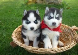 Our huskies are born and kept inside our home.