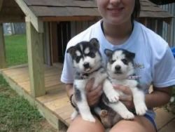cute siberian husky dogs for adoption