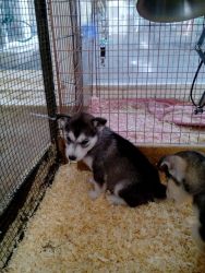 siberian husky pupy for sale
