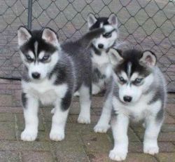 siberian husky pups for re-homing