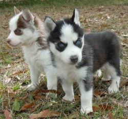 Affectionate Blue eyes Siberian husky puppies