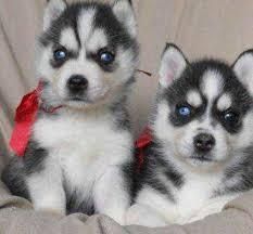 Siberian Husky puppies, for new homes