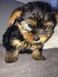 One & Only Playful Yorkshire Terrier Boy