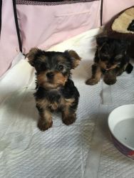 Beautiful Yorkshire Terrier Female Puppy