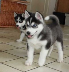 Hello. . .awesome cute Siberian Husky Pupp,,, Potty Trained. Availabl